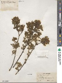 Chamaecytisus supinus image