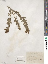 Chamaecytisus supinus image