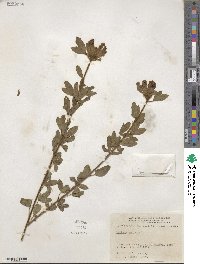 Chamaecytisus supinus image