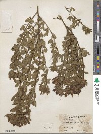 Chamaecytisus supinus image