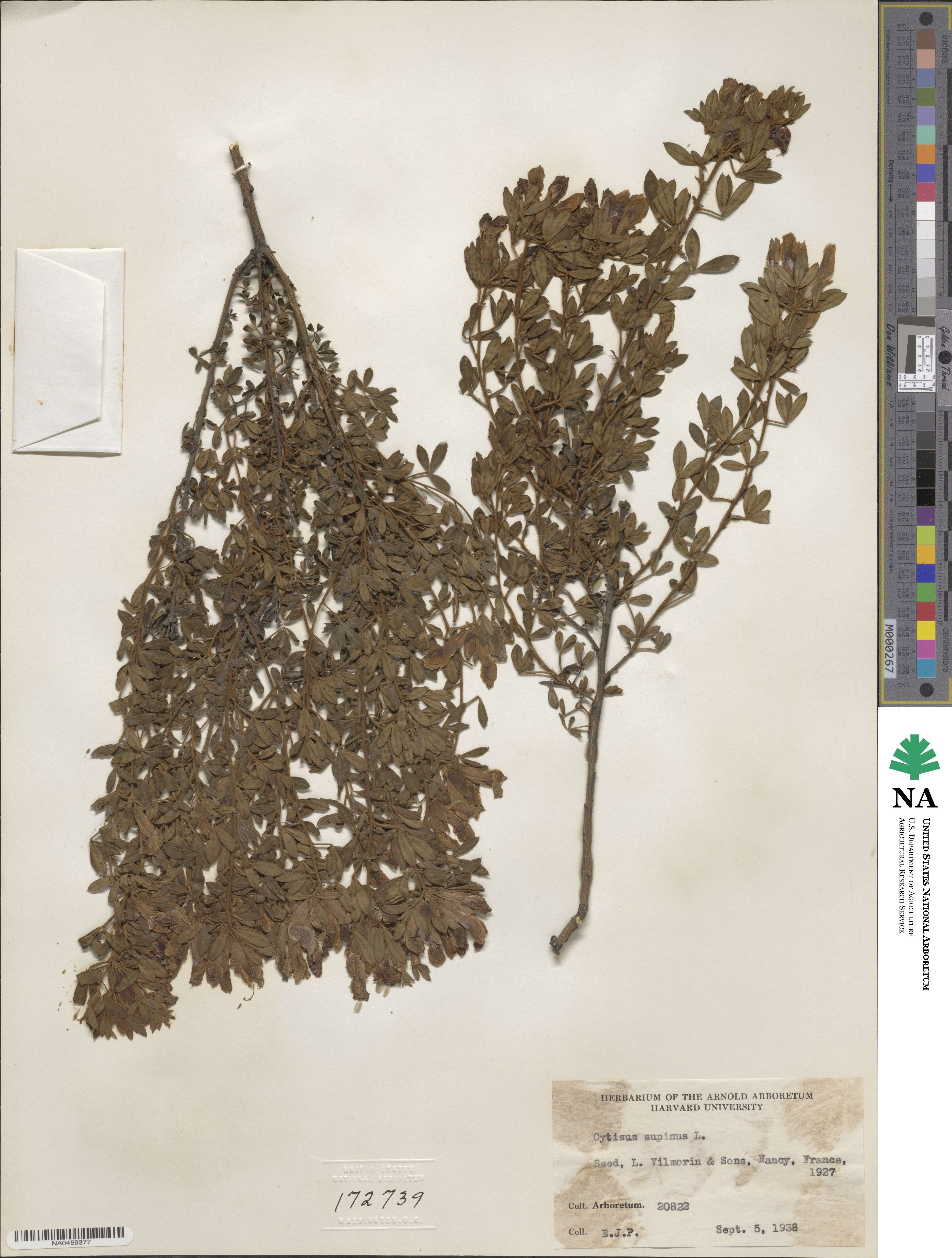 Chamaecytisus supinus image