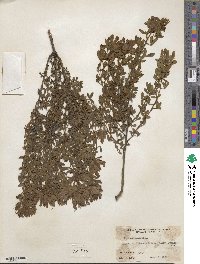 Chamaecytisus supinus image