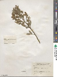 Chamaecytisus supinus image