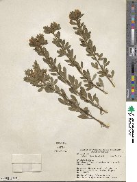 Chamaecytisus supinus image