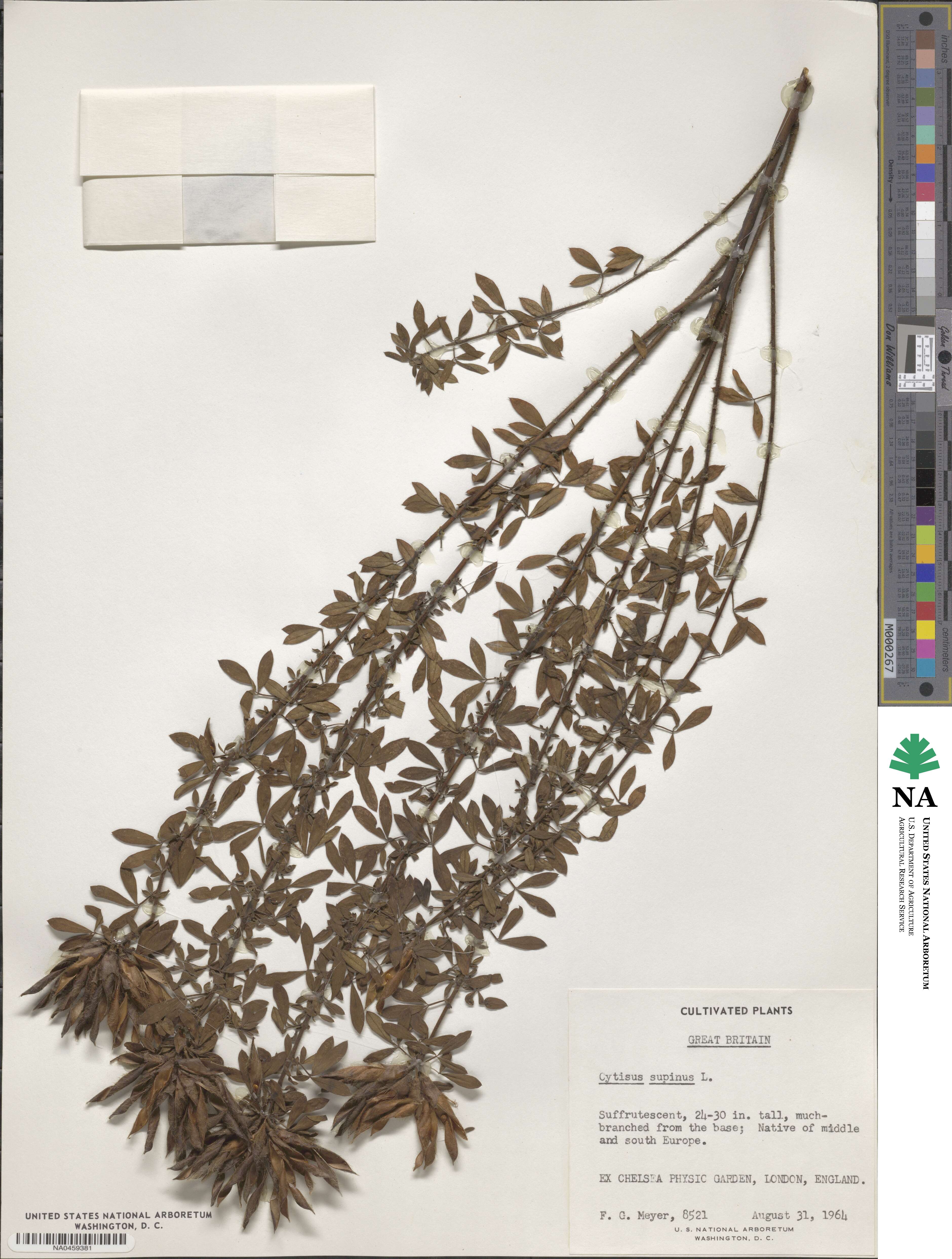 Chamaecytisus supinus image