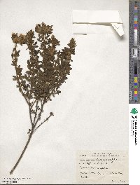 Chamaecytisus supinus image