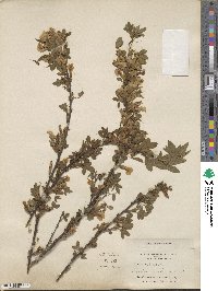 Chamaecytisus hirsutus subsp. hirsutus image