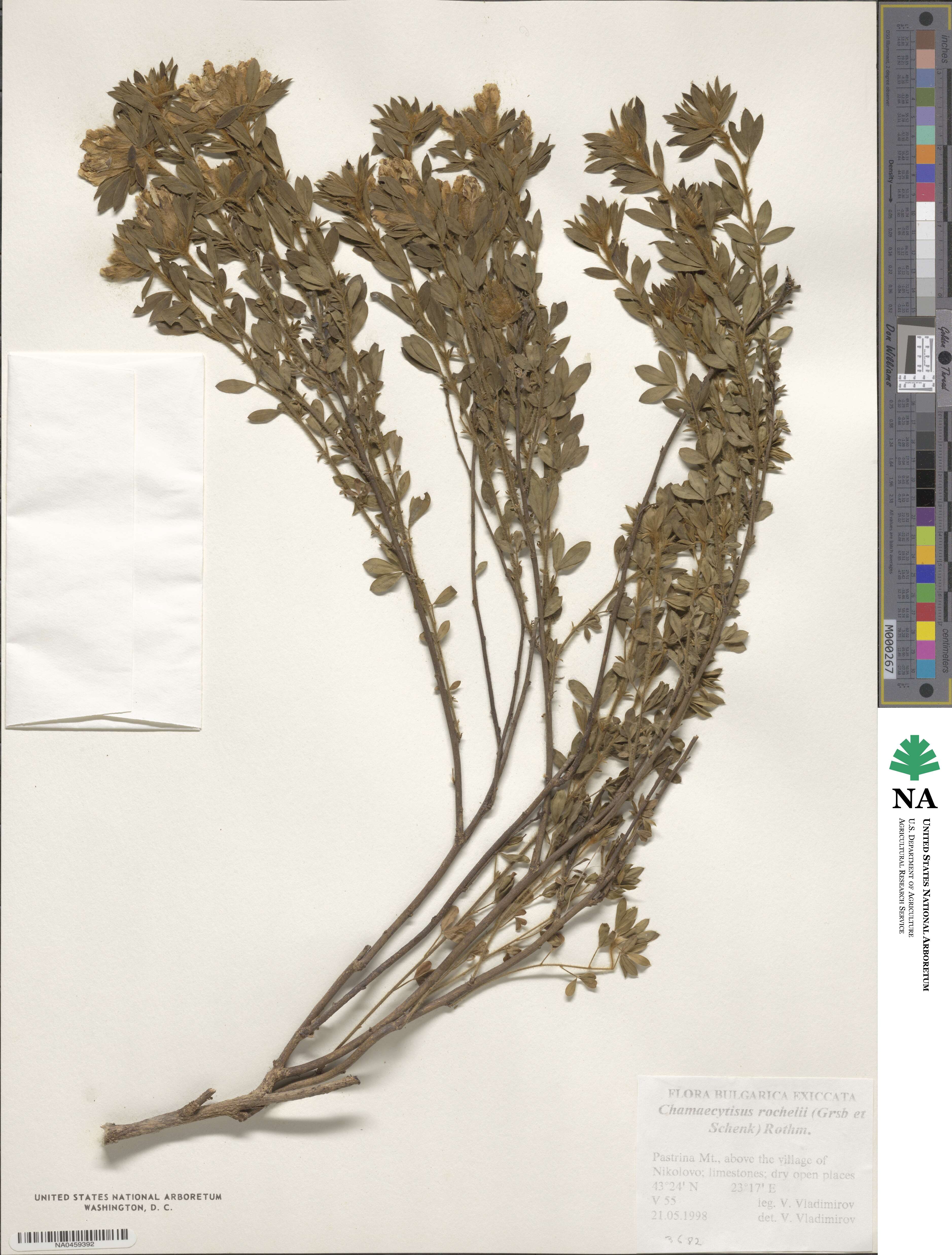 Chamaecytisus rochelii image