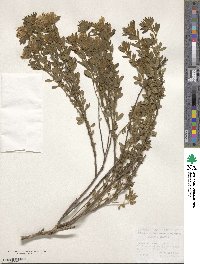 Image of Chamaecytisus rochelii