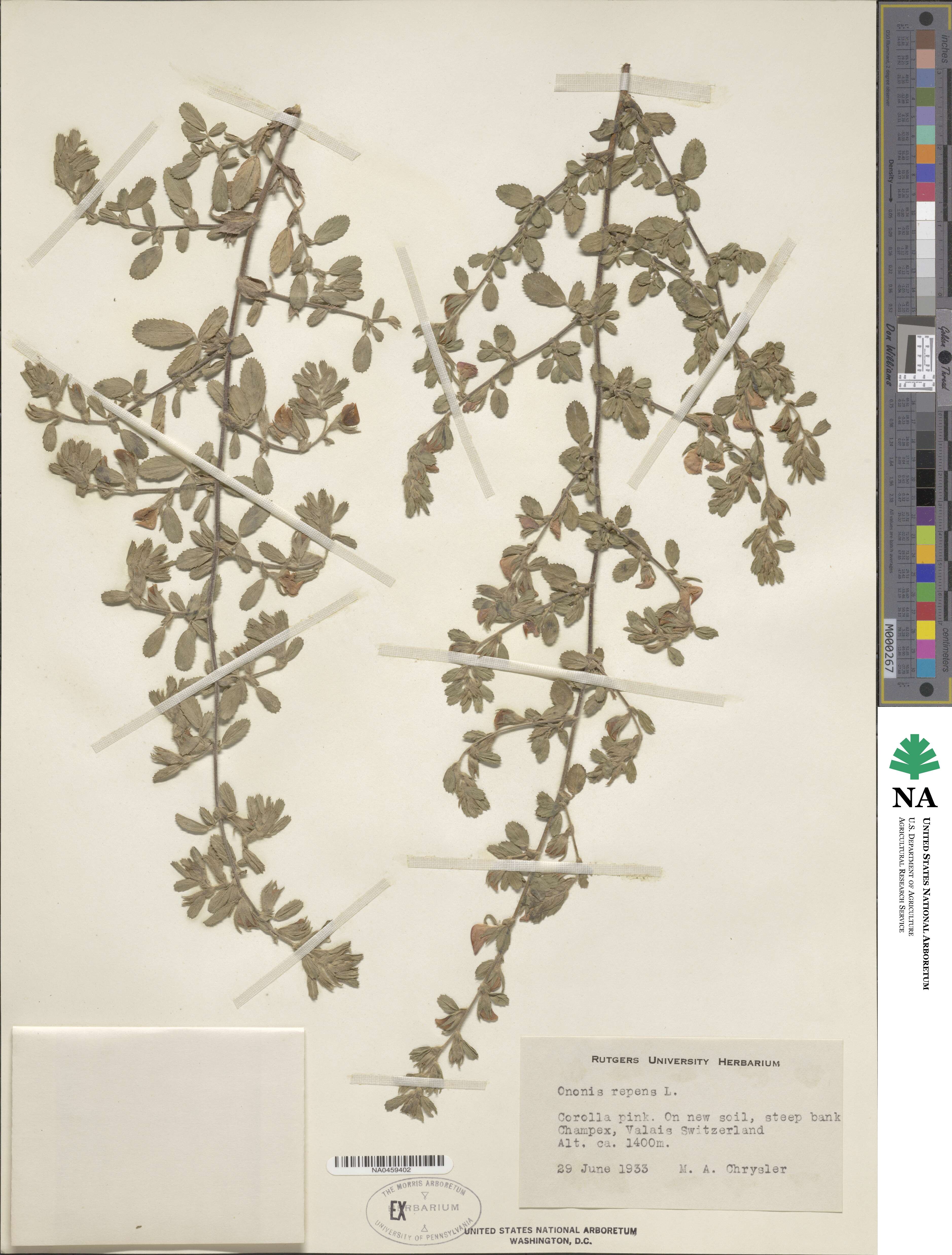 Ononis spinosa subsp. procurrens image