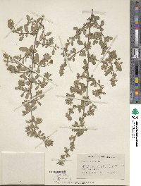 Ononis spinosa subsp. procurrens image