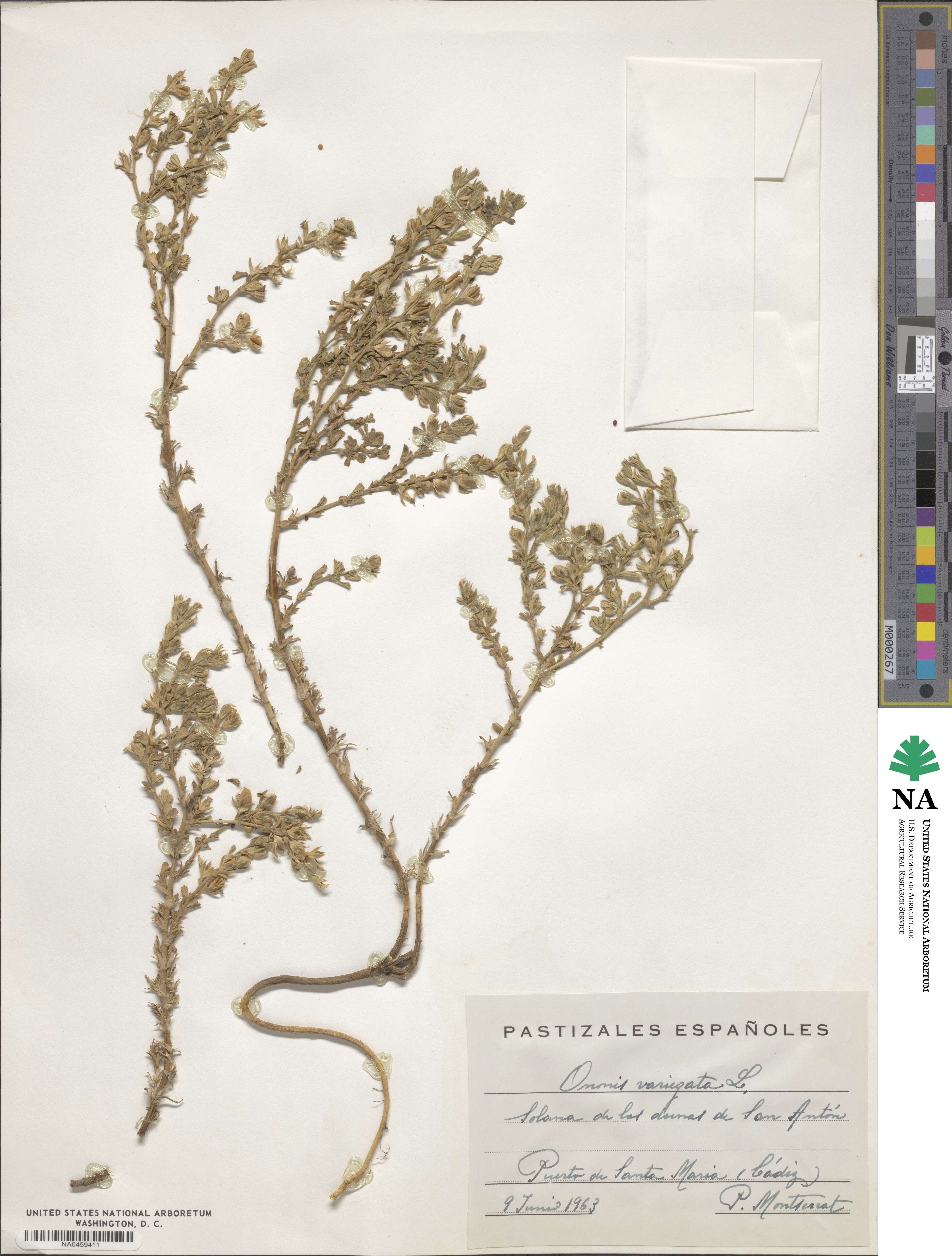 Ononis variegata image