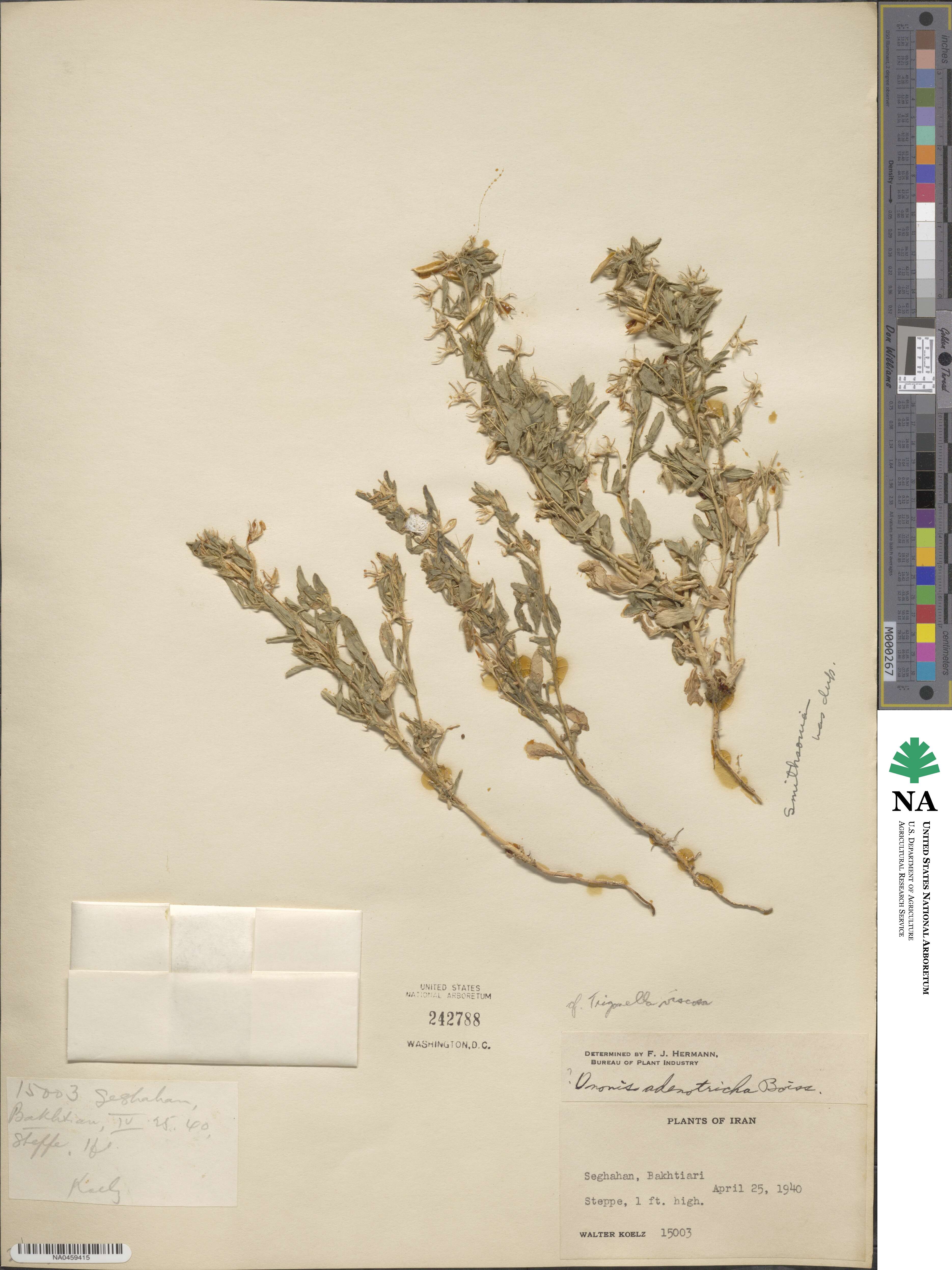 Ononis adenotricha image