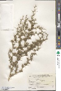 Ononis spinosa subsp. antiquorum image