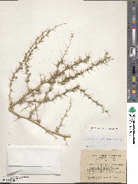 Ononis spinosa subsp. antiquorum image