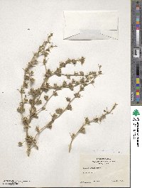 Ononis spinosa subsp. antiquorum image