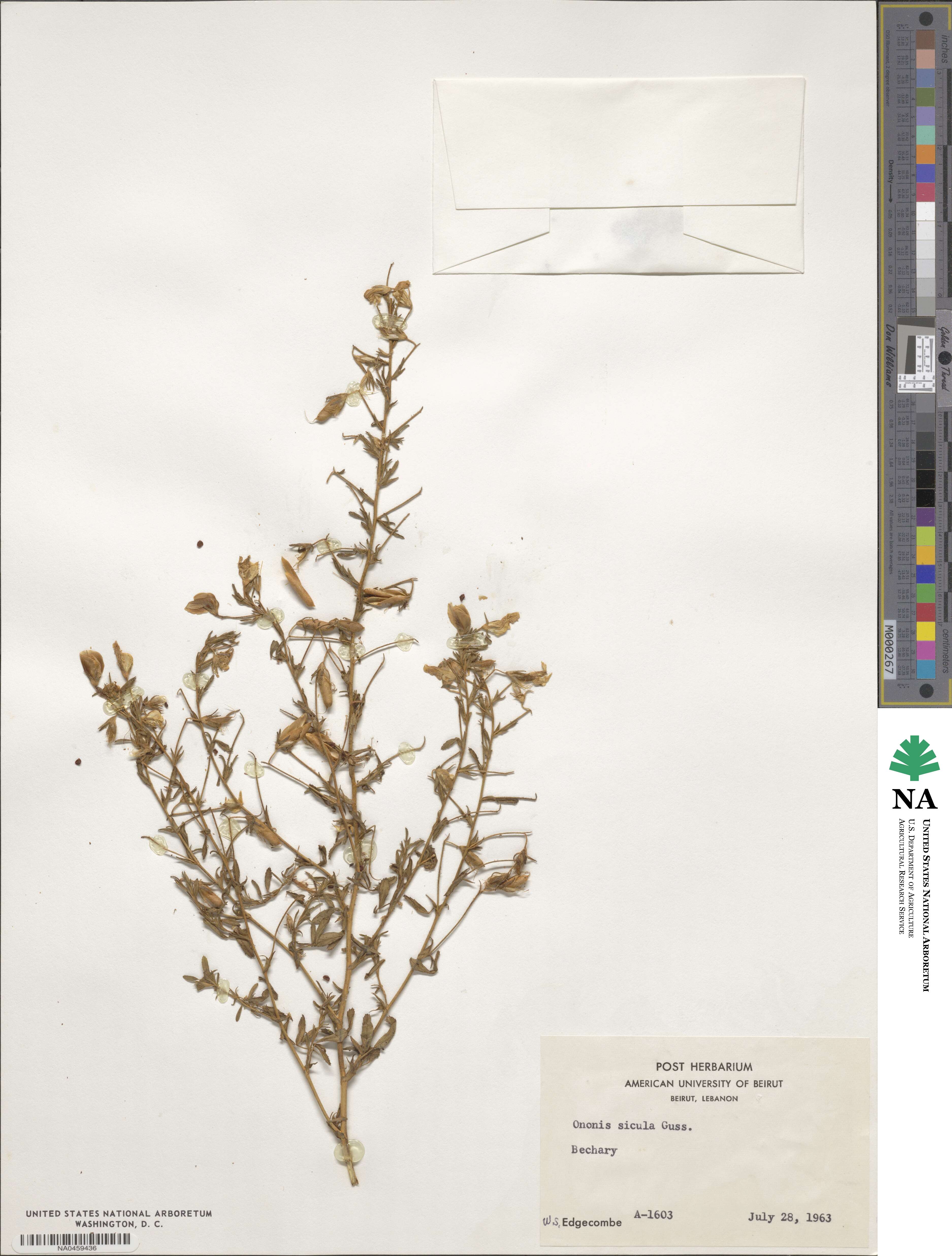 Ononis sicula image