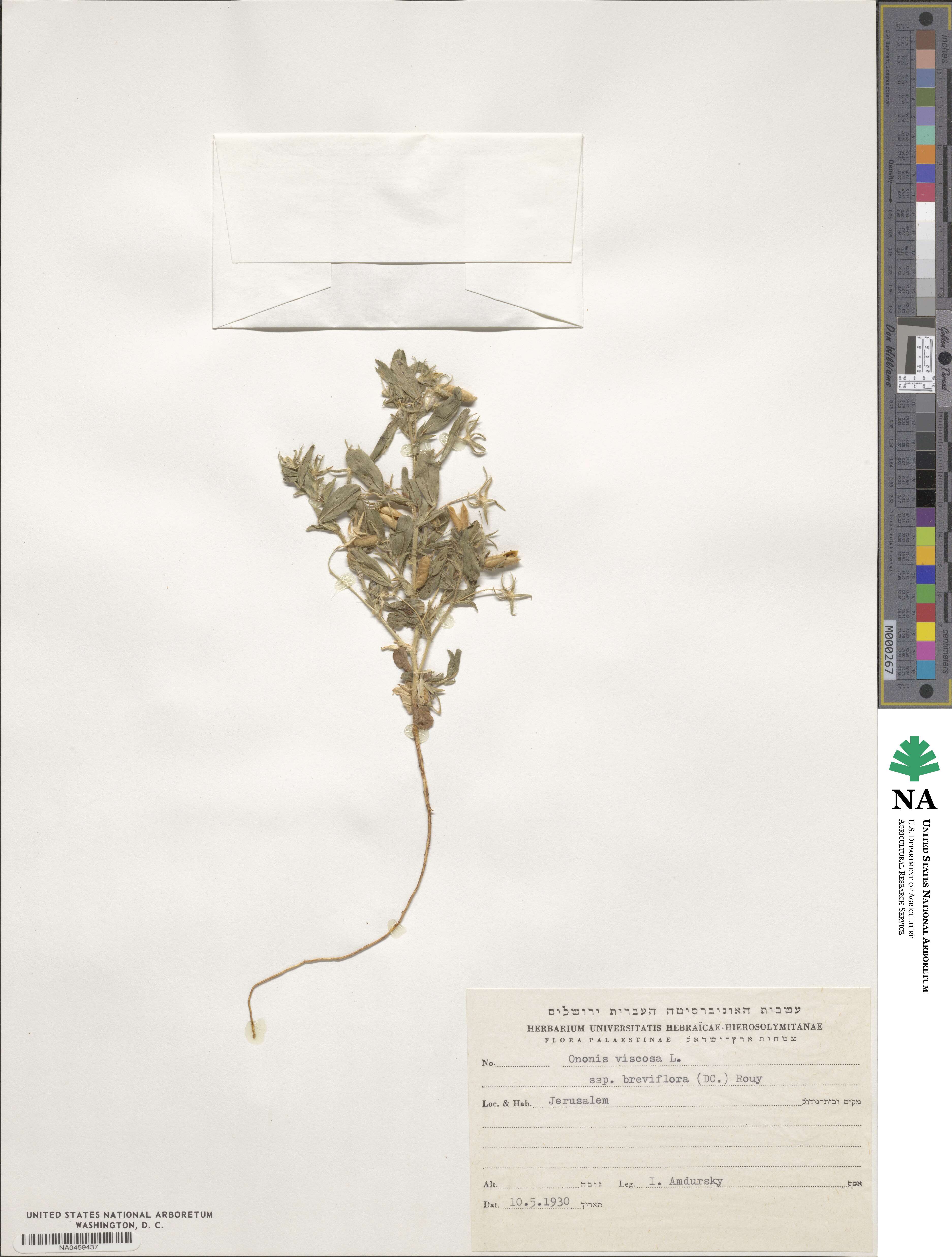 Ononis viscosa image
