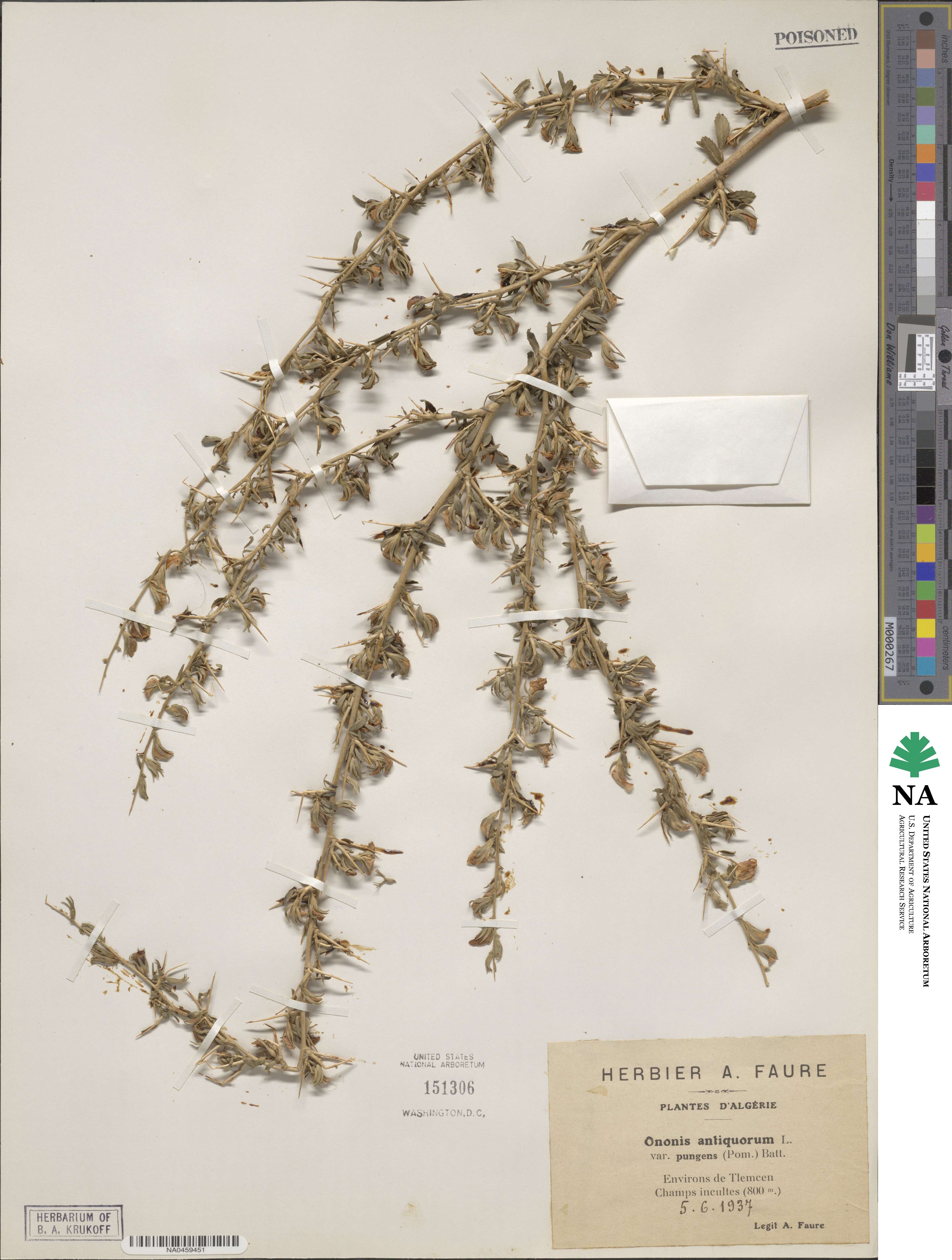 Ononis spinosa subsp. antiquorum image