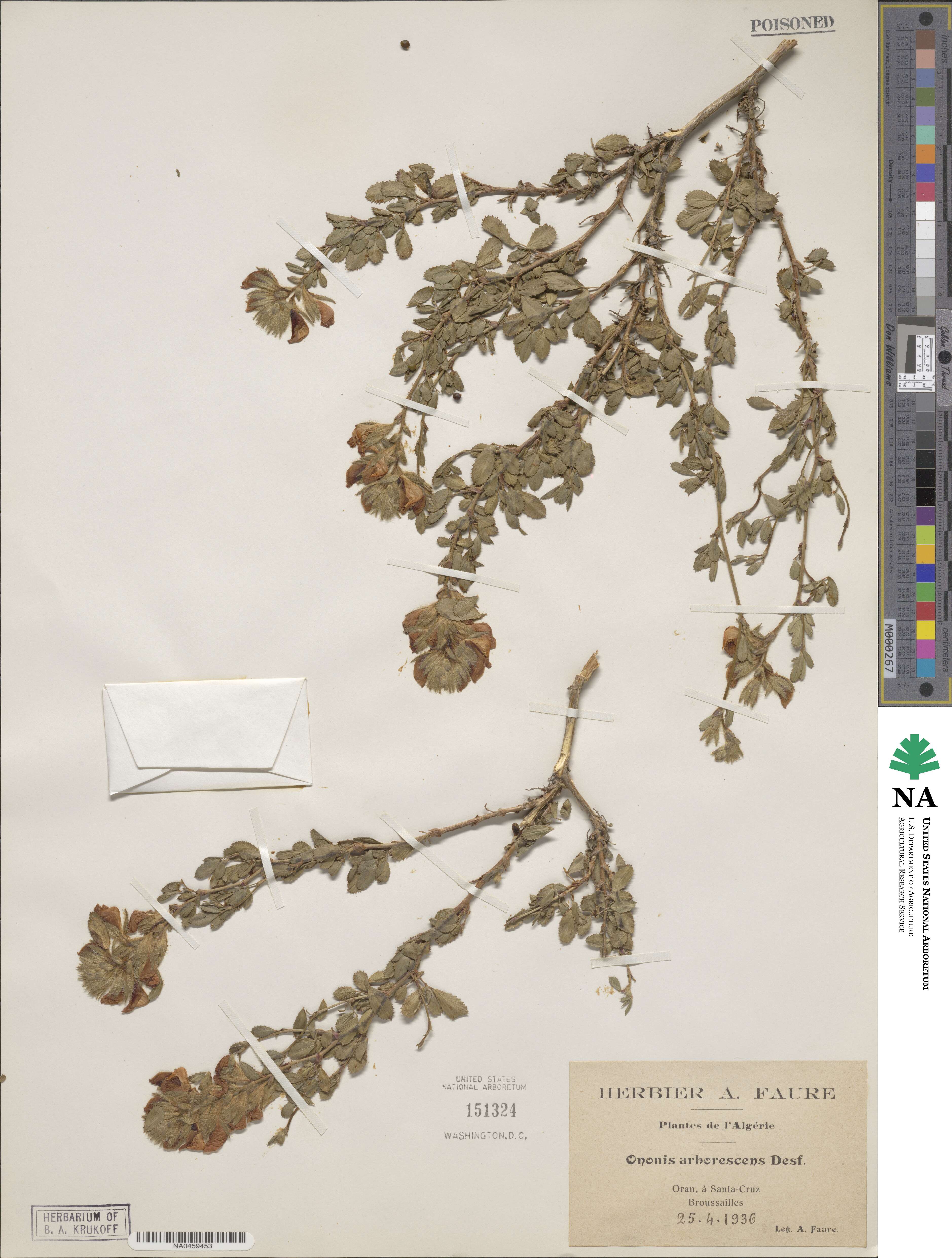 Ononis hispida subsp. arborescens image