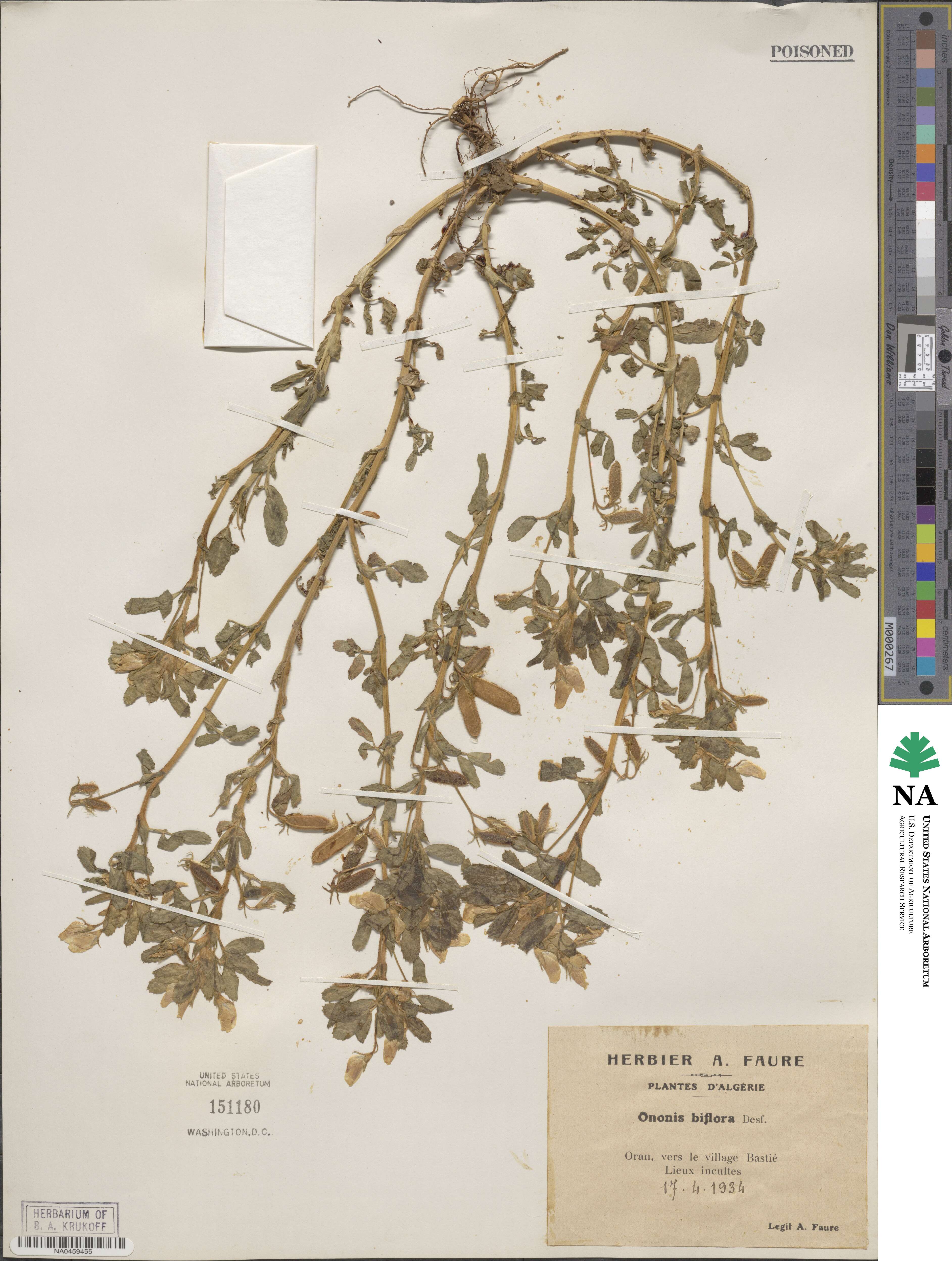 Ononis biflora image