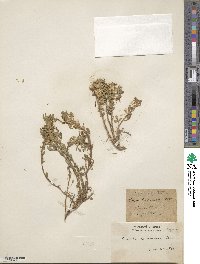 Ononis pusilla subsp. pusilla image