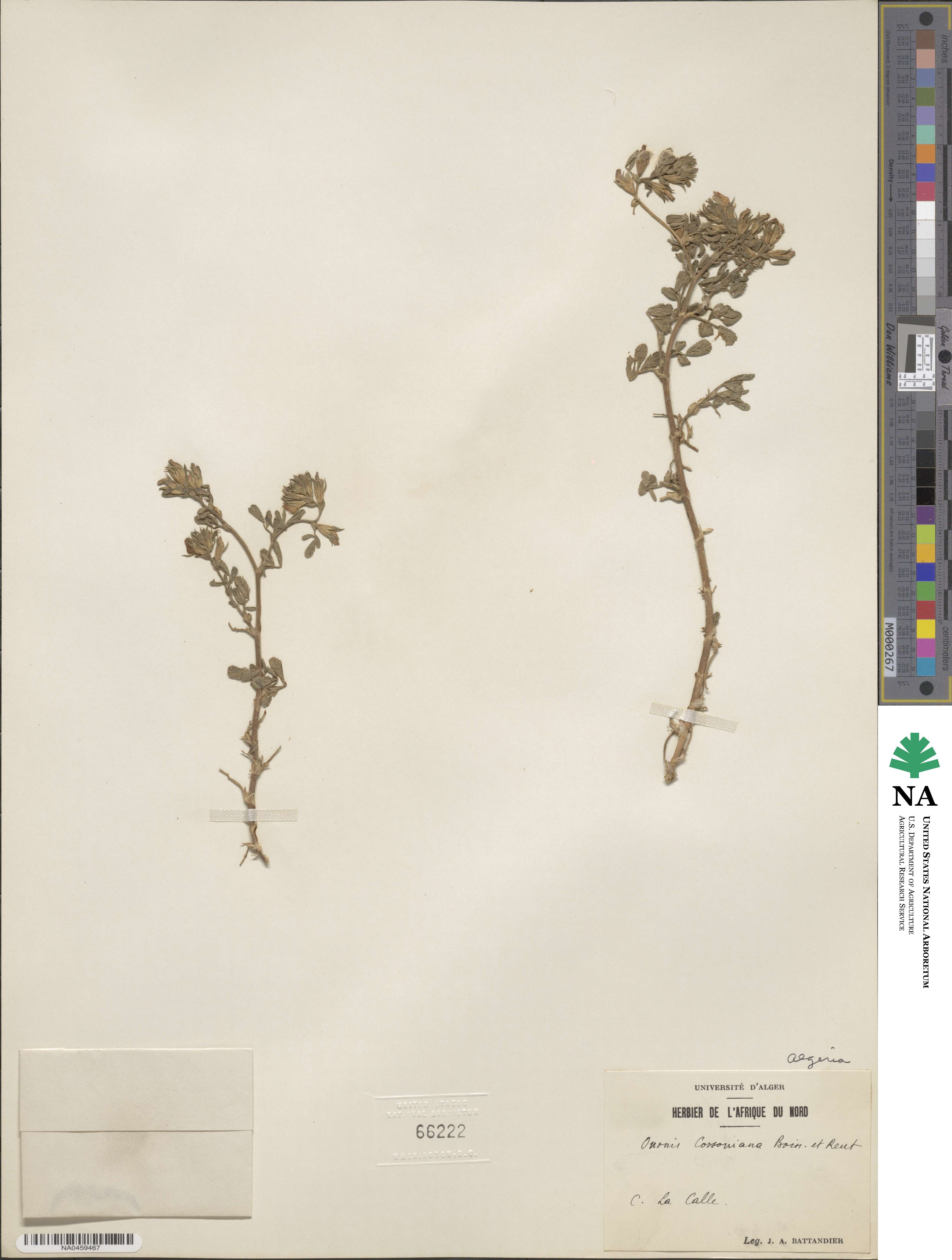 Ononis cossoniana image