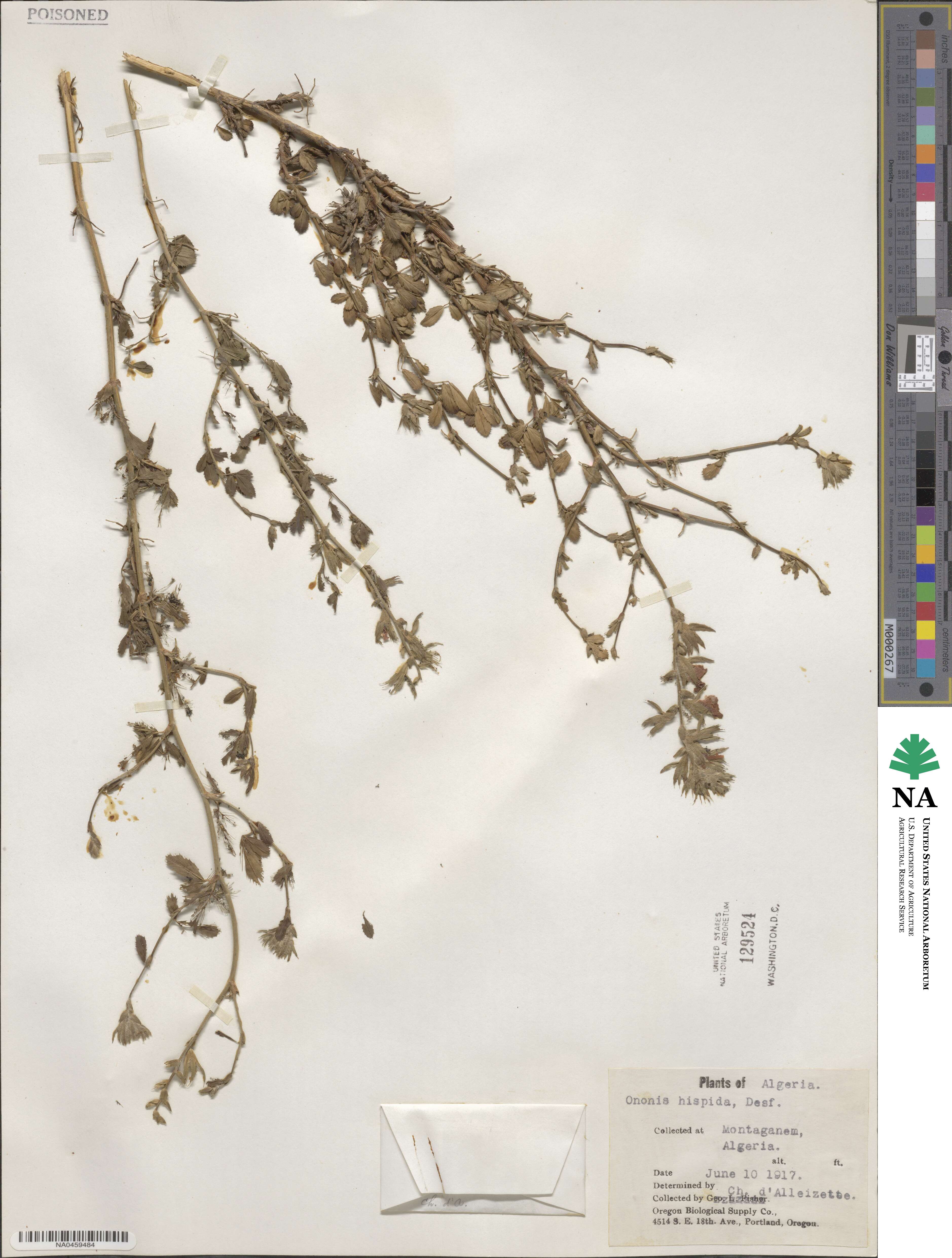 Ononis hispida image