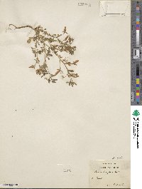 Ononis laxiflora image