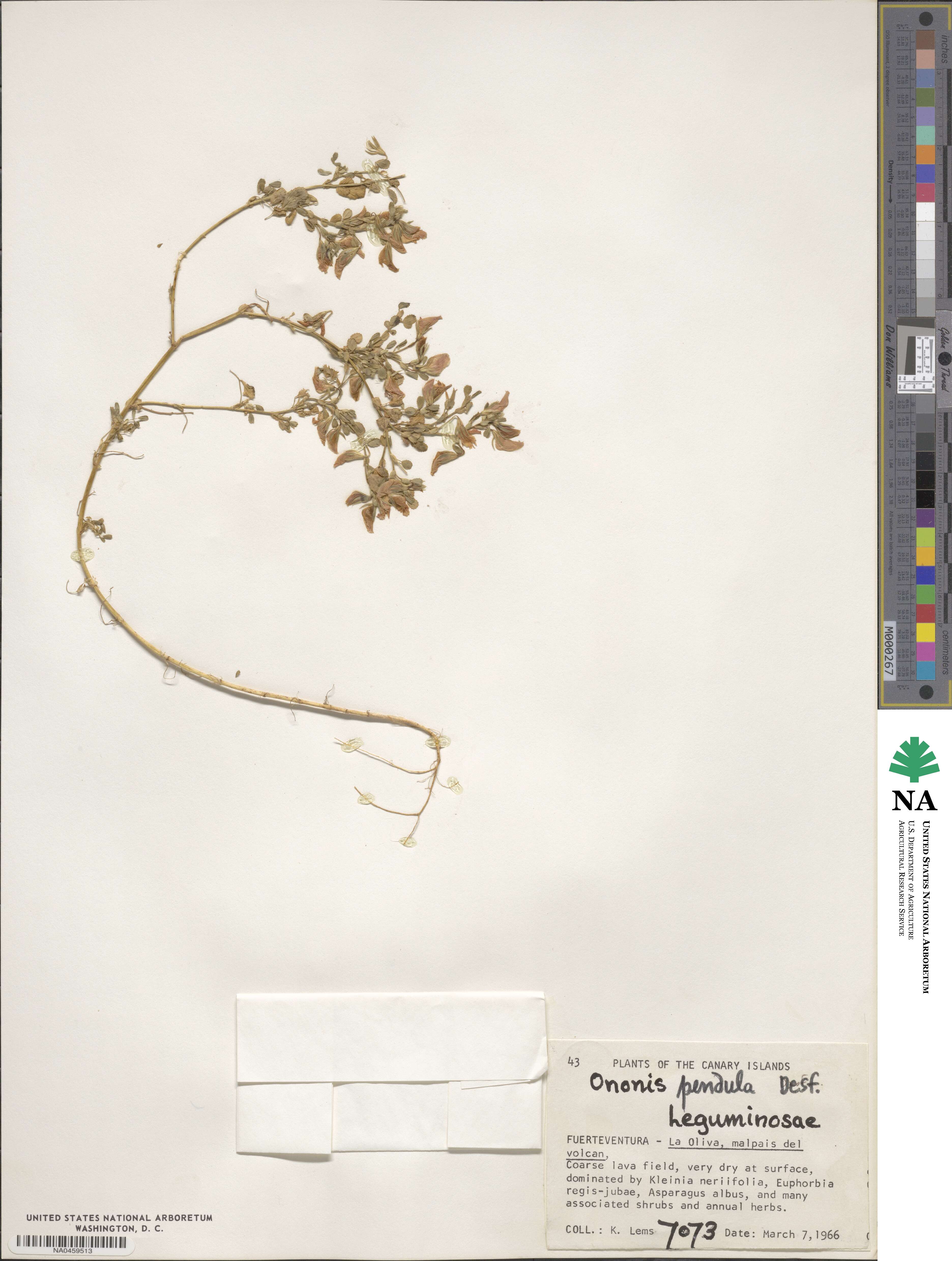 Ononis pendula image