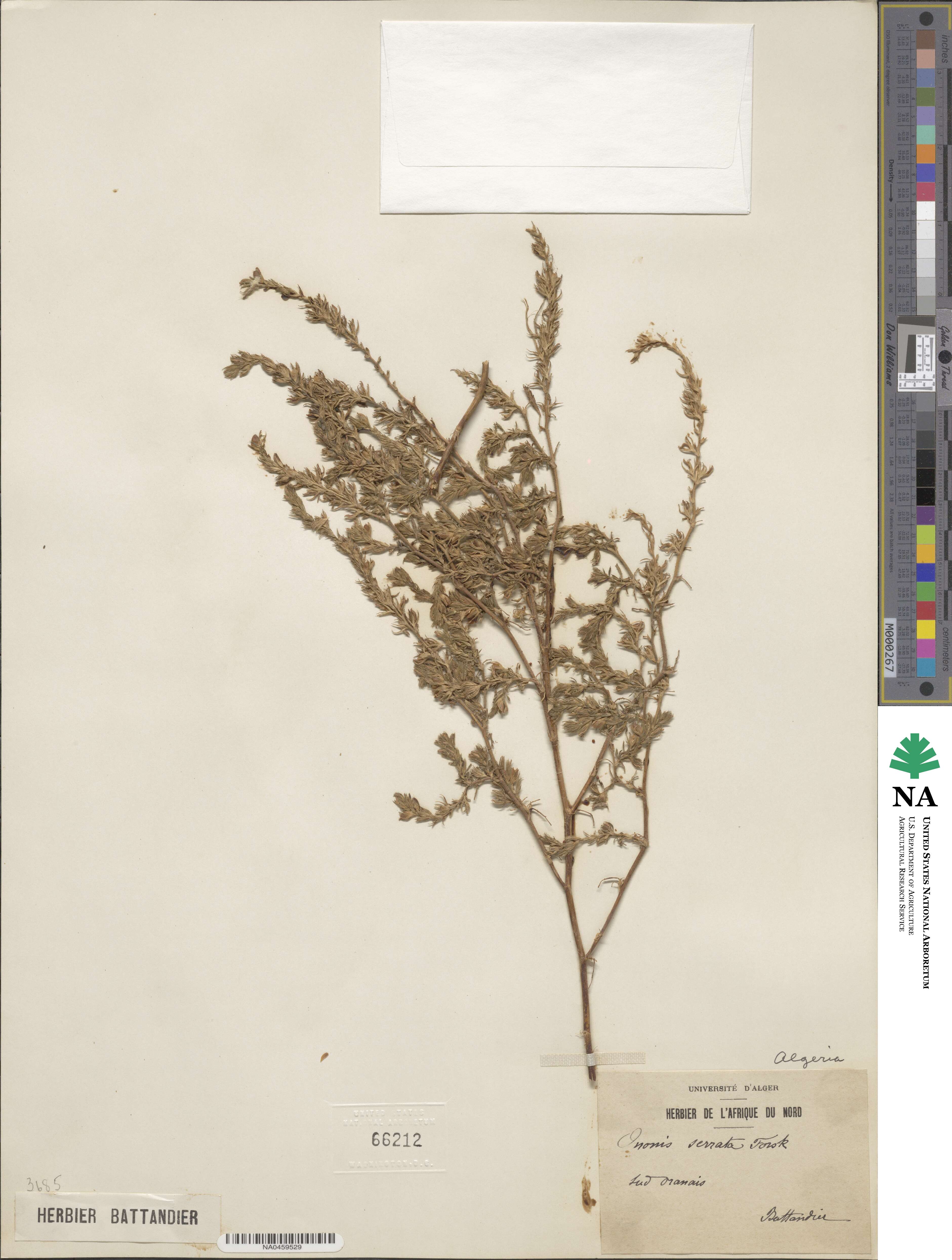 Ononis serrata image