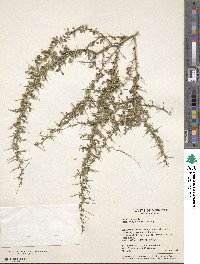 Ononis spinosa subsp. antiquorum image