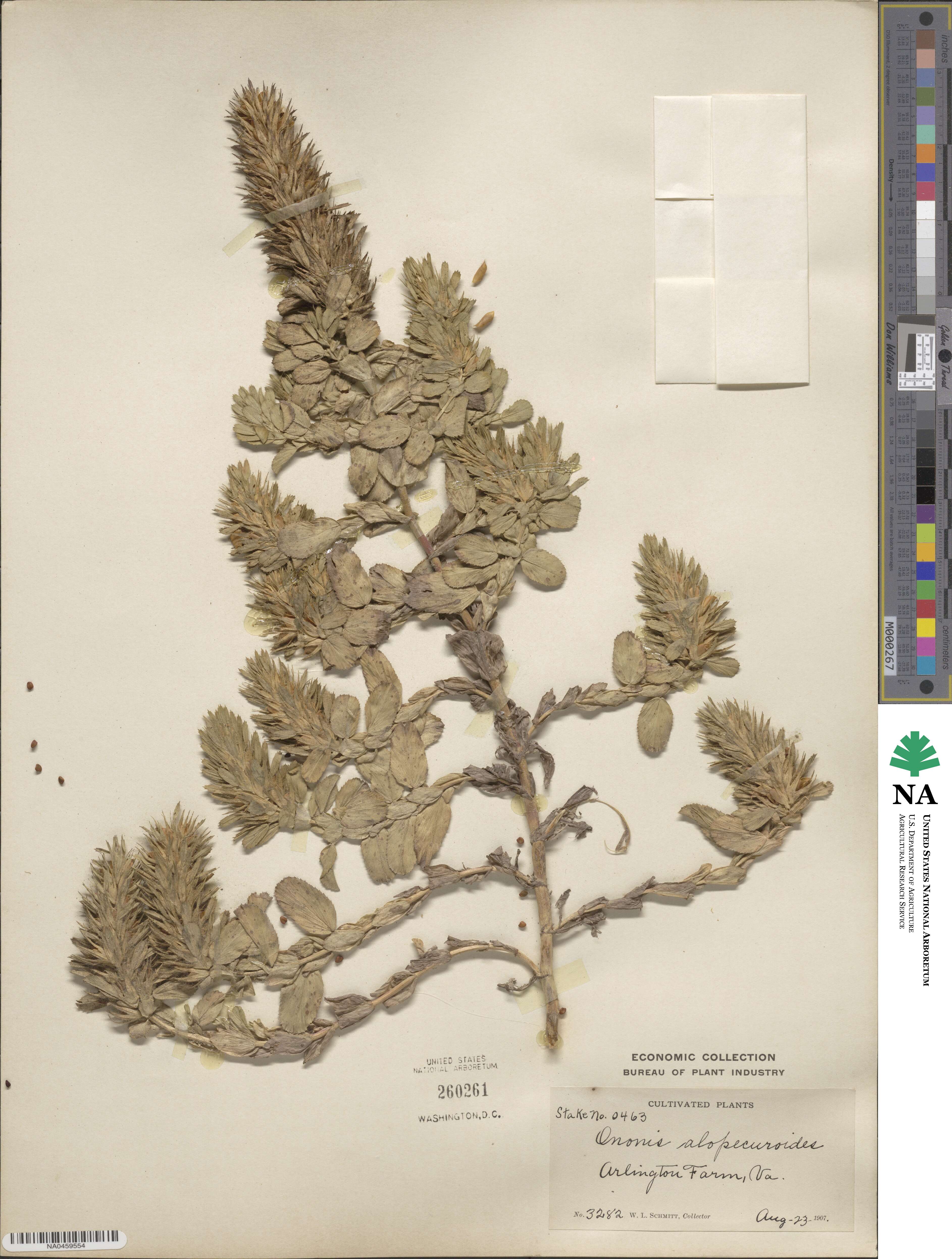 Ononis alopecuroides image
