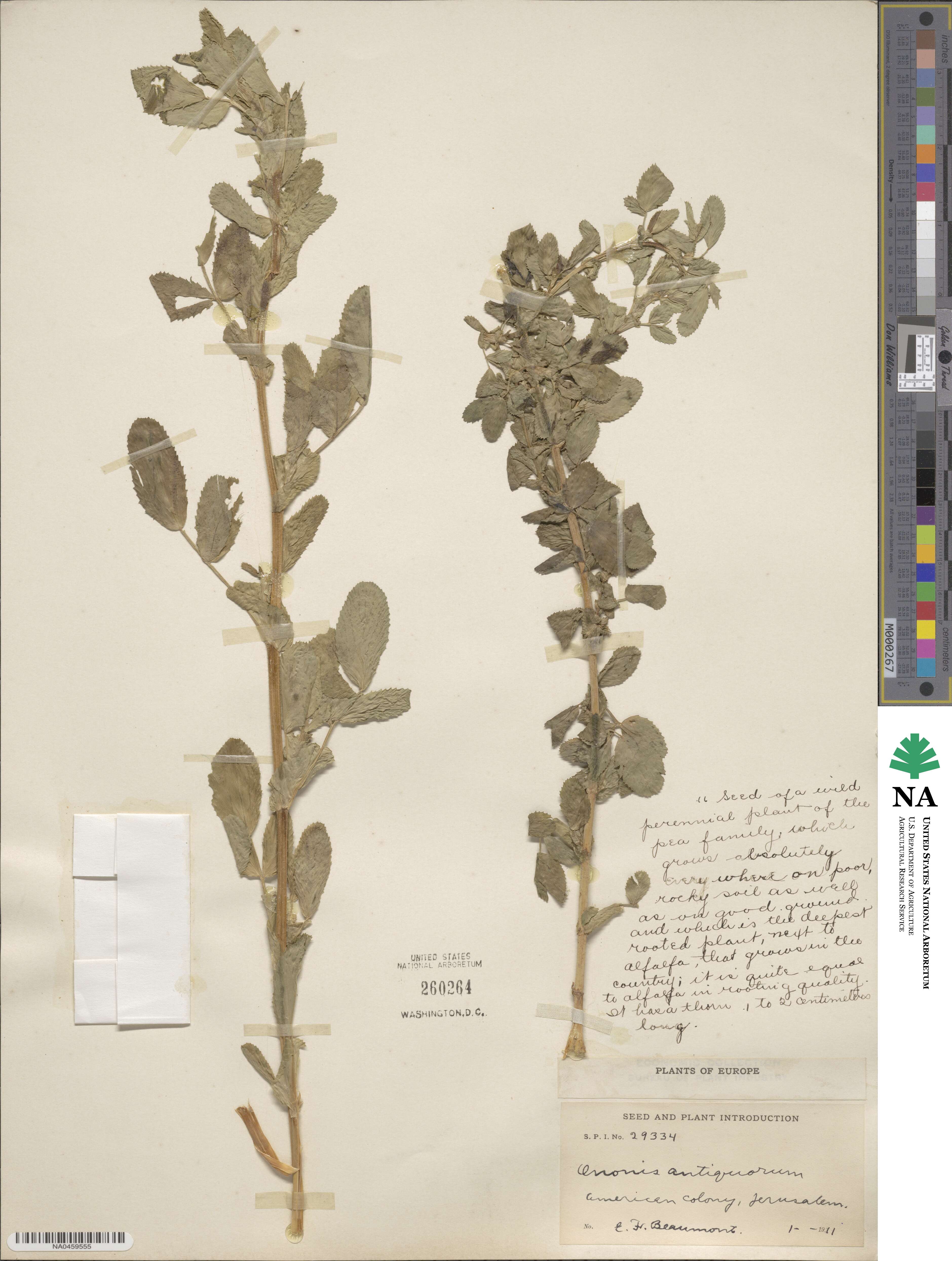 Ononis spinosa subsp. antiquorum image