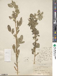 Ononis spinosa subsp. antiquorum image