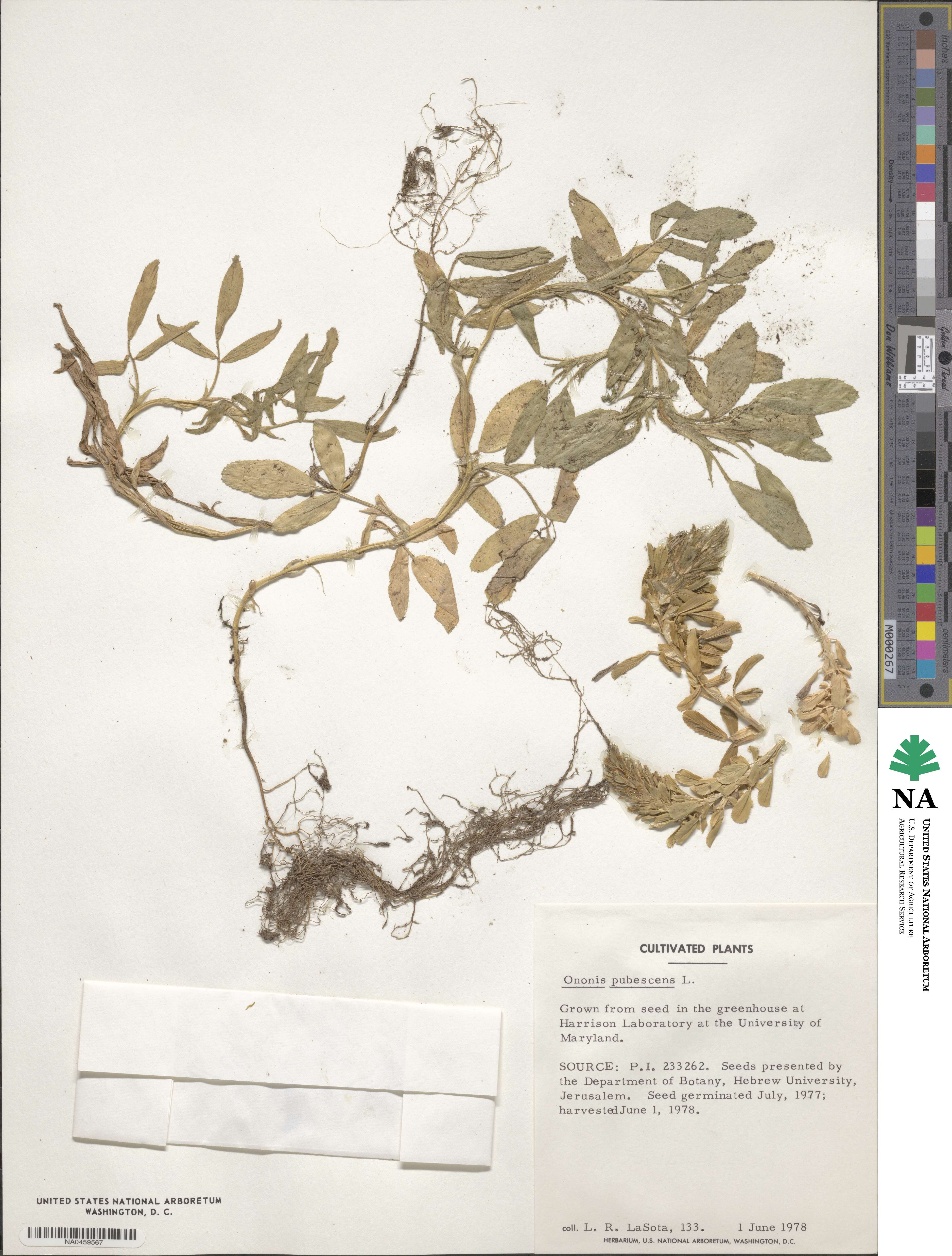 Ononis pubescens image