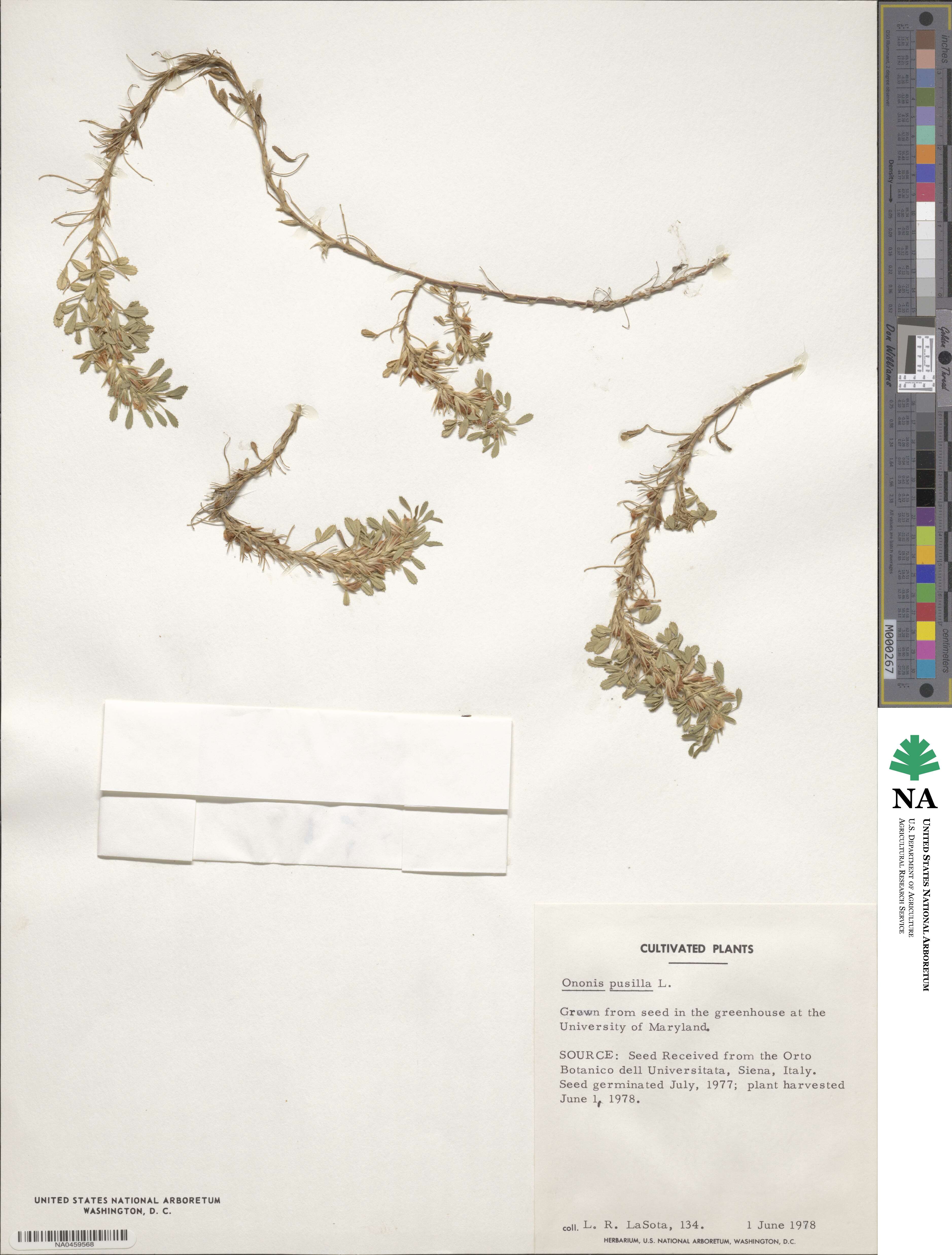 Ononis pusilla image