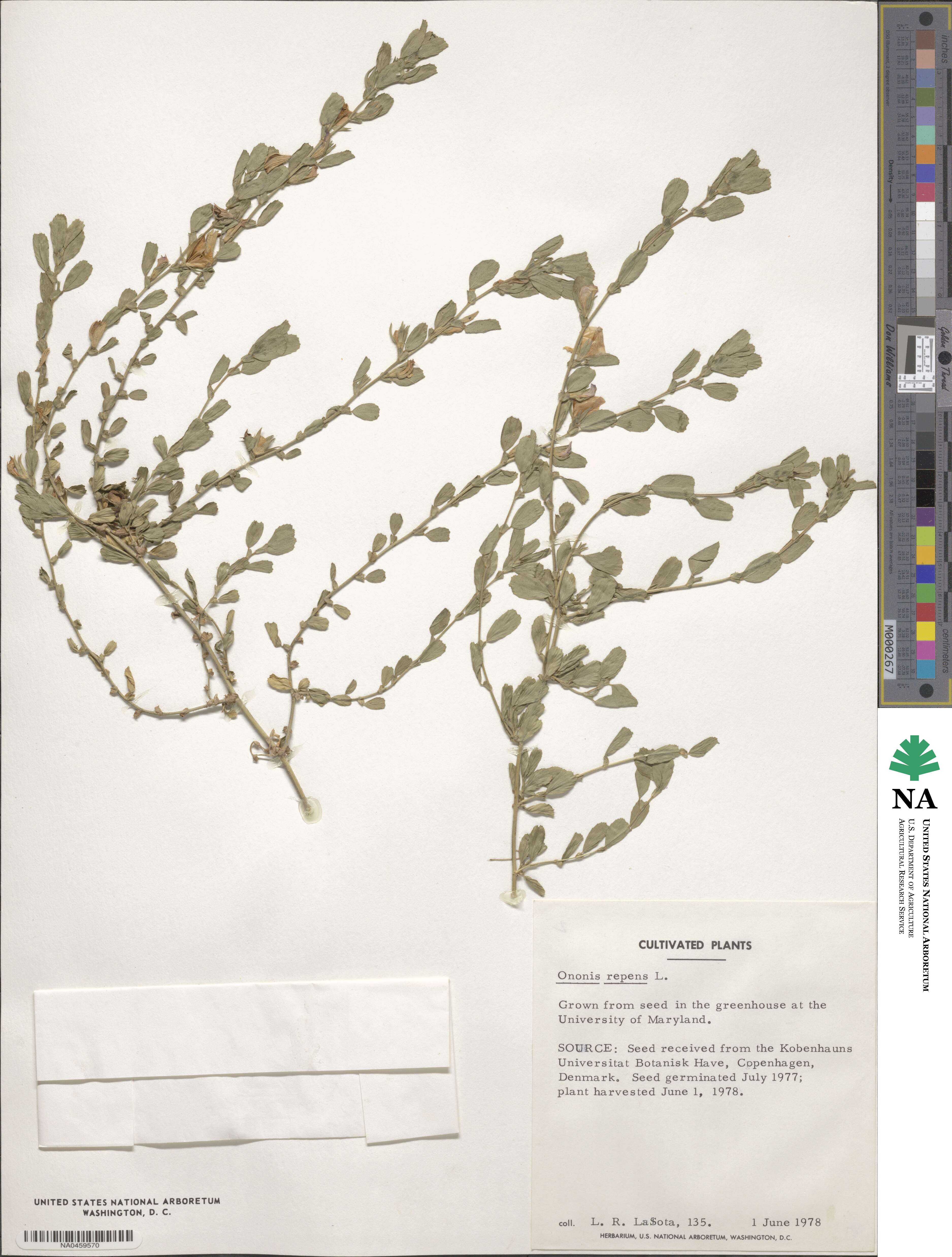 Ononis spinosa subsp. procurrens image