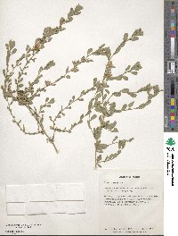 Ononis spinosa subsp. procurrens image