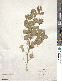 Image of Ononis rotundifolia