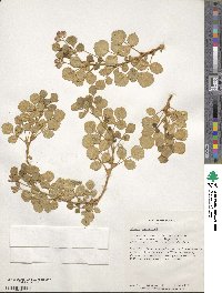 Ononis rotundifolia image