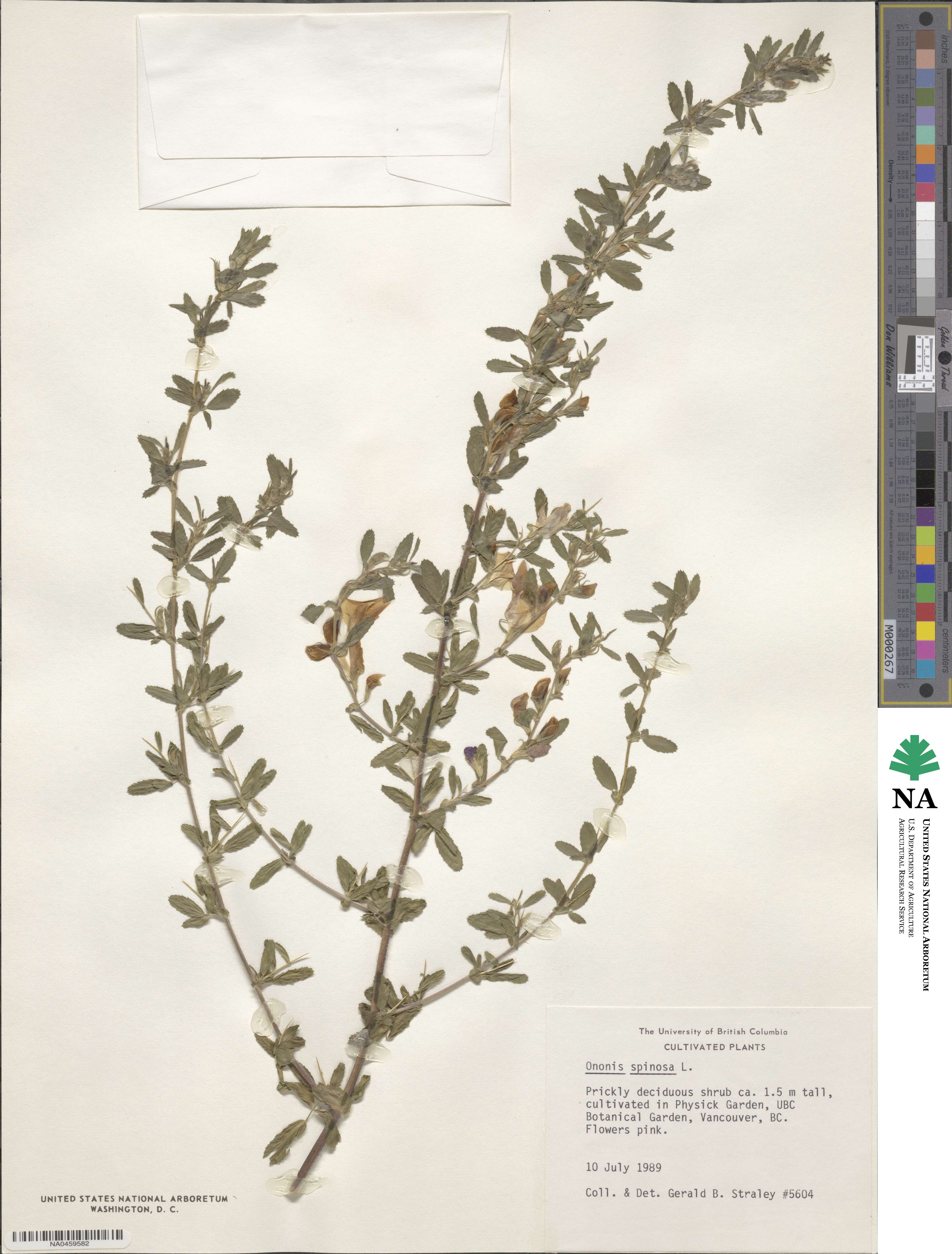 Ononis spinosa image