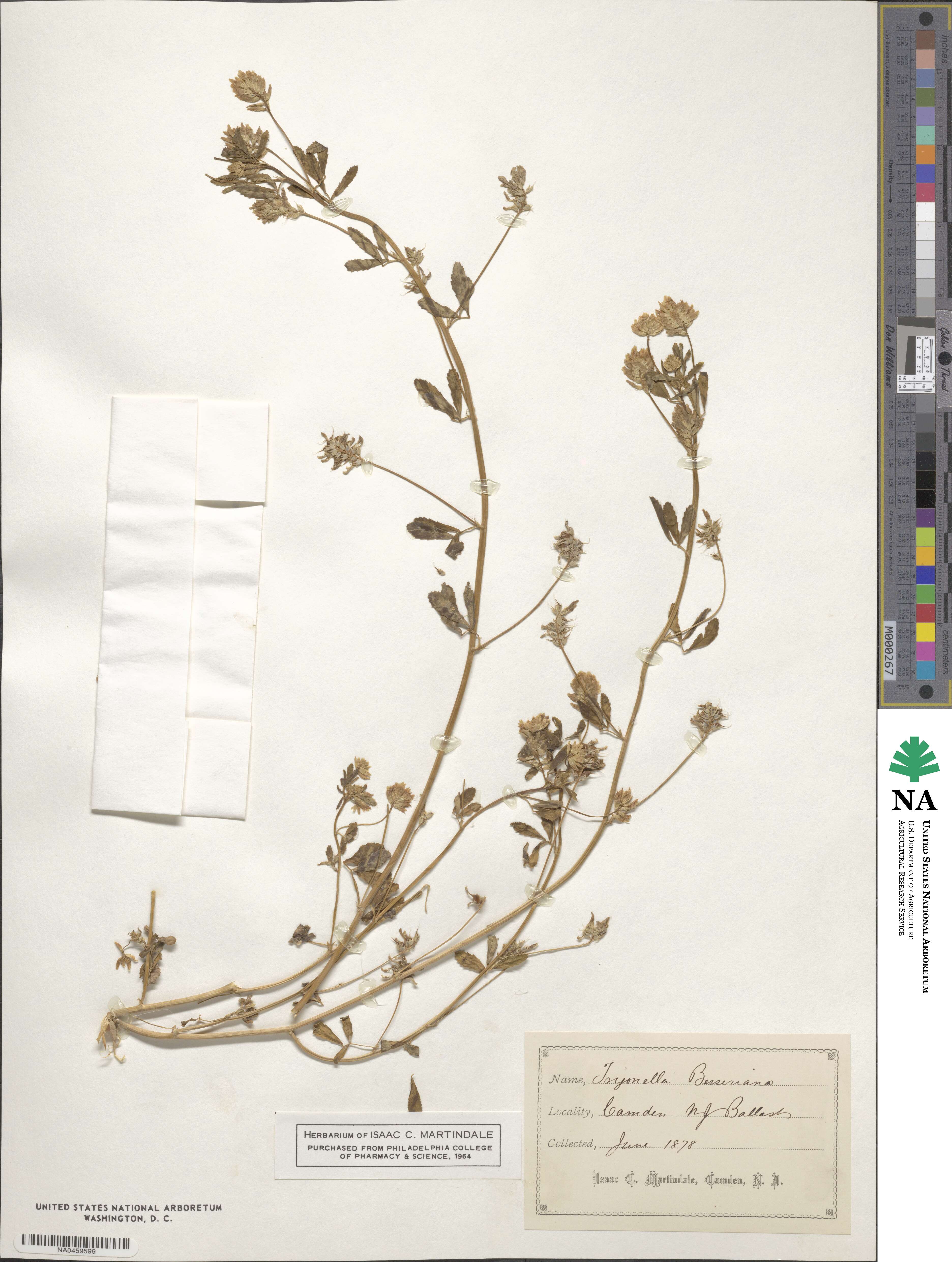 Trigonella procumbens image