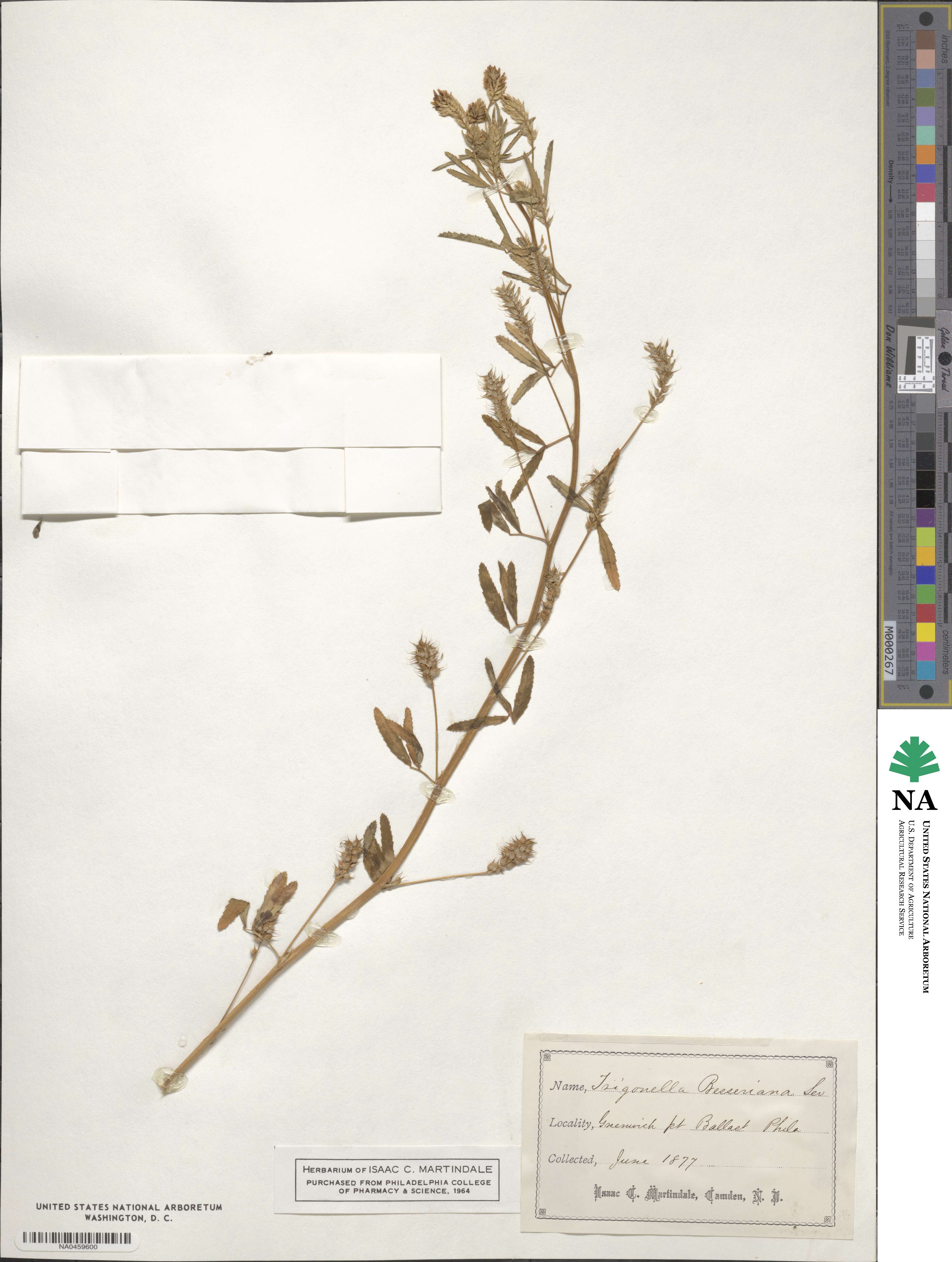 Trigonella procumbens image