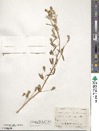 Trigonella procumbens image