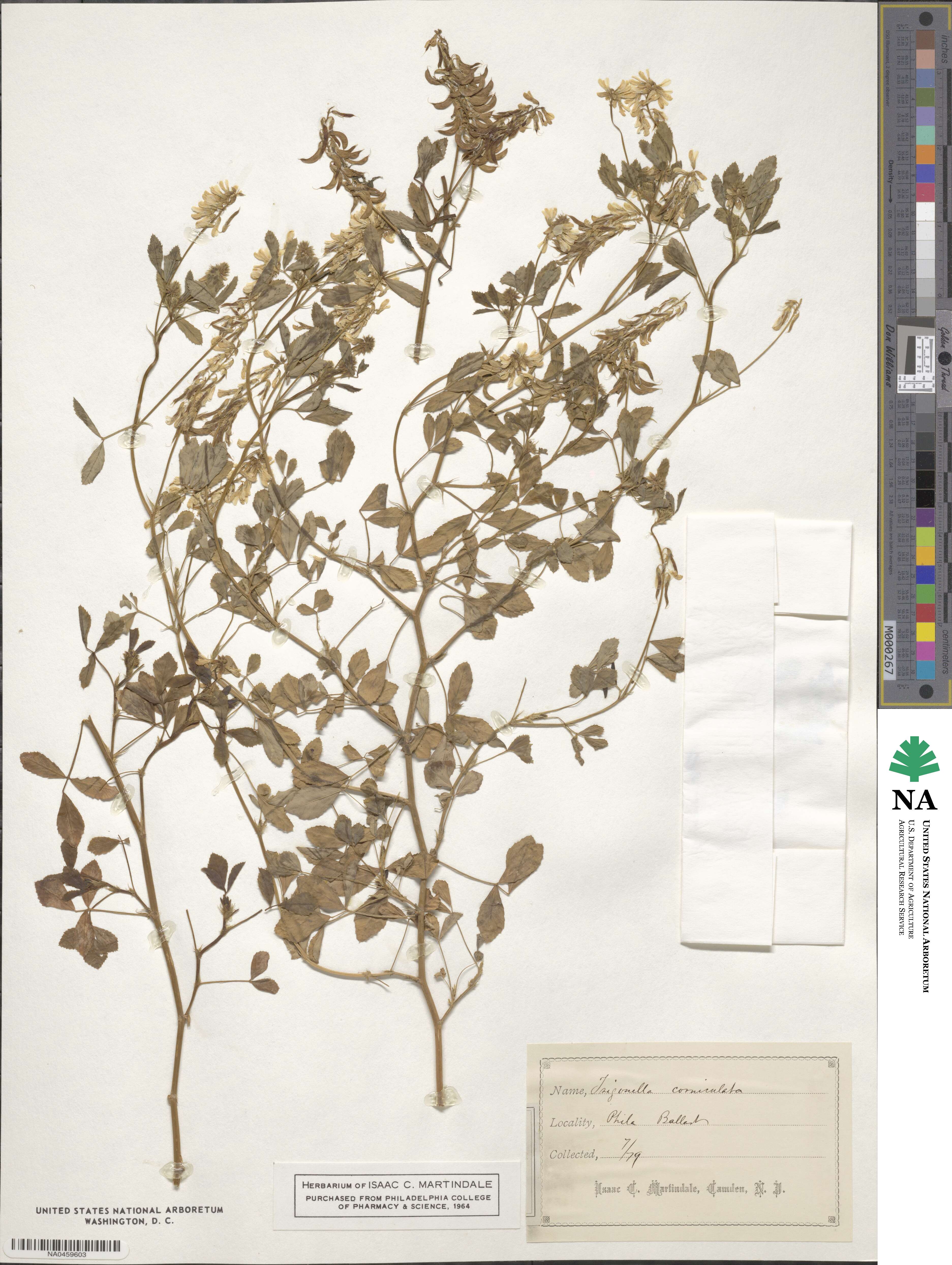 Trigonella balansae image