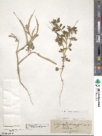 Trigonella foenum-graecum image