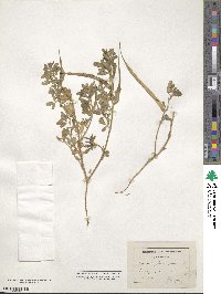 Trigonella foenum-graecum image