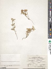 Medicago monspeliaca image