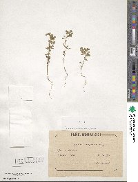 Medicago monspeliaca image